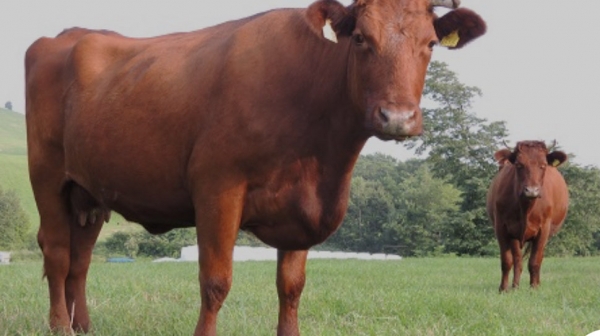 いわて短角和牛